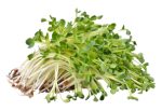 Alfafa