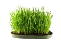 Barley Grass