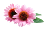 Echinacea