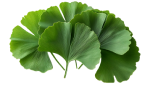 Gingko Bilboa