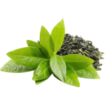 Green Tea Leaf Extract