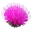 Milk Thistle