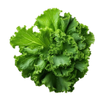 Organic Kale
