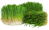 Wheat Grass